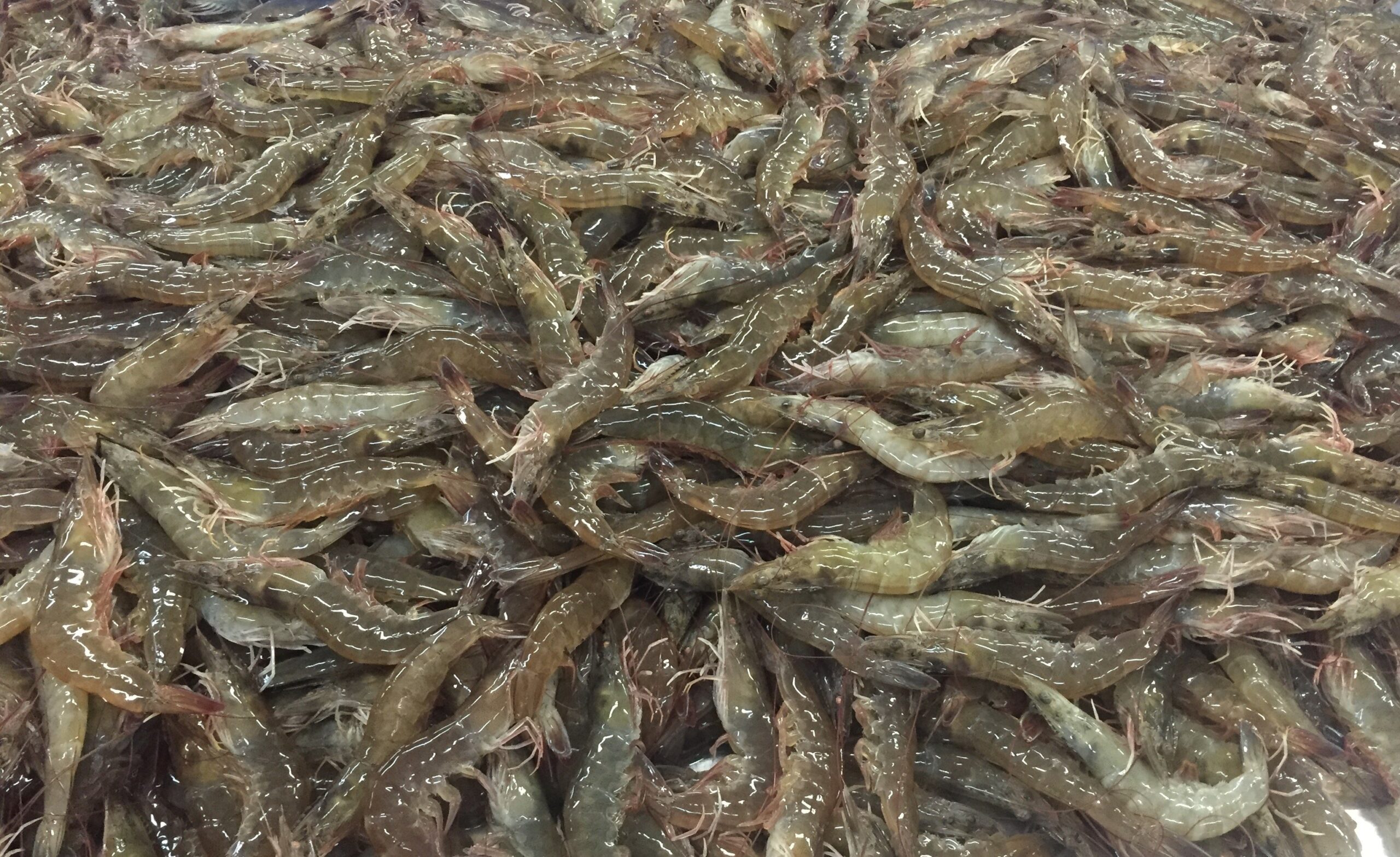 Nam Phuong Foods